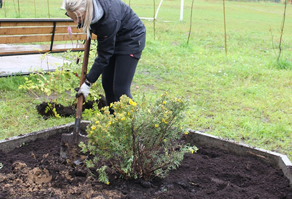 Plantation de Potentilla sur le site