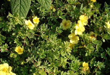 Cây bụi cinquefoil nở