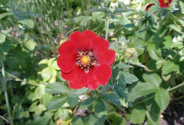 Cinquefoil rouge sang foncé