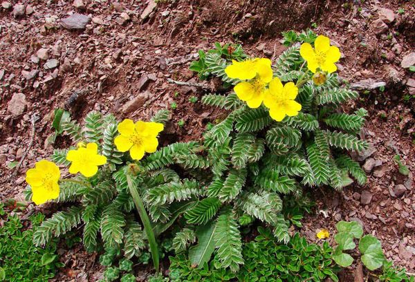 Засаждане на Potentilla