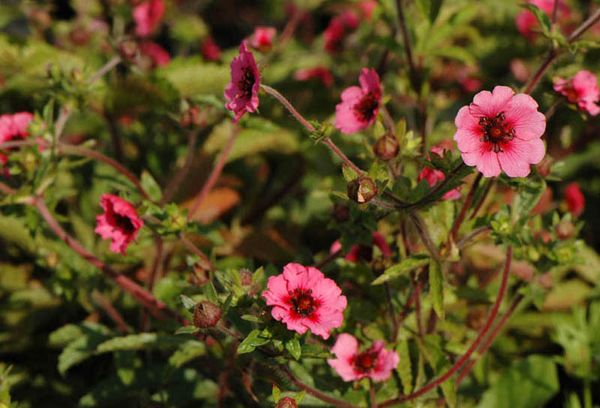 Cinquefoil népalaise Miss Wilmont