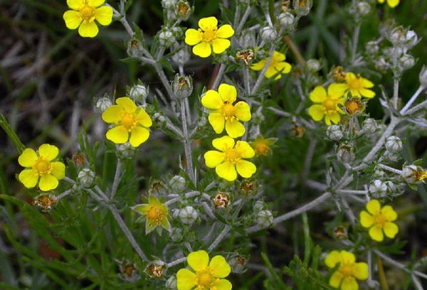 Potentille des Apennins (Potentilla apennina)