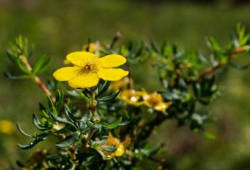 Shrub cinquefoil Nguồn: https://www.greenmarket.com.ua/blog/landshaftniy-disain/lapchatka/ © GreenMarket Online Store