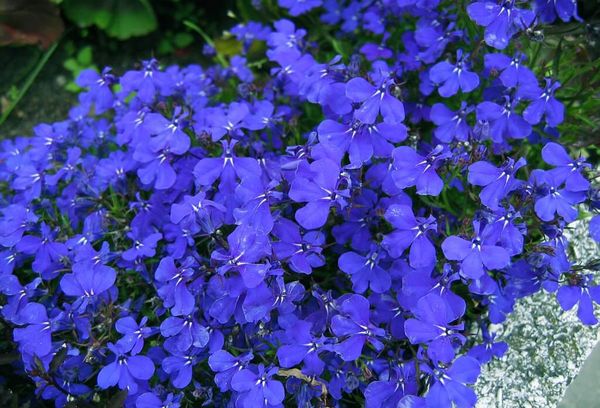 Lobelia