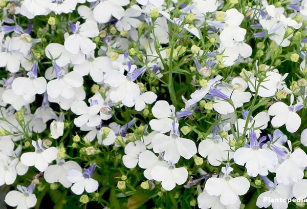 Lobelia blanc