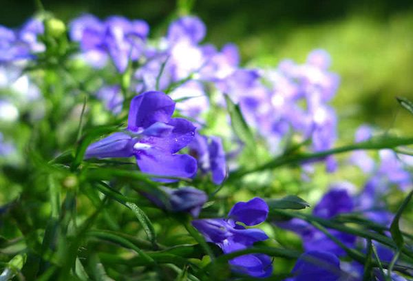 Bleu Lobelia