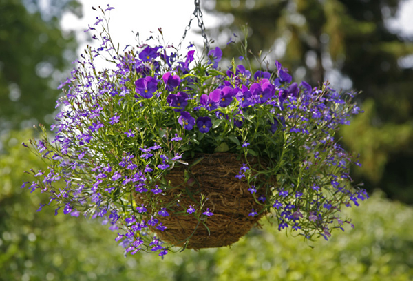 Jardinière Lobelia