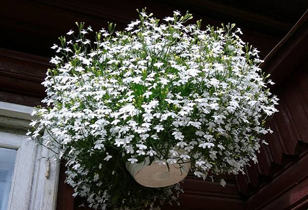 Lobelia blanche dans un pot de fleurs