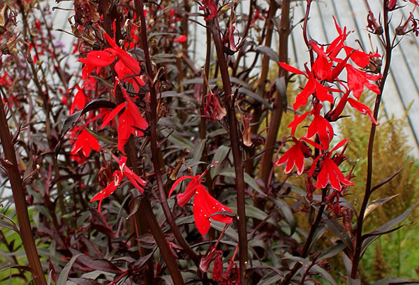 Lobelia bốc cháy