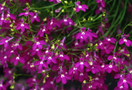 Fleurs de Lobelia