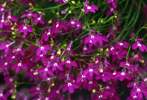 Fleurs de Lobelia