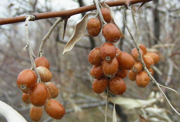 Fruits meuniers argentés