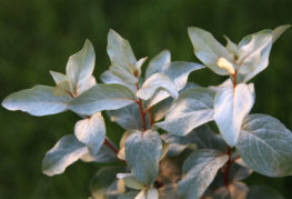 Feuilles de loch d'argent