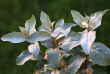 Feuilles de loch d'argent