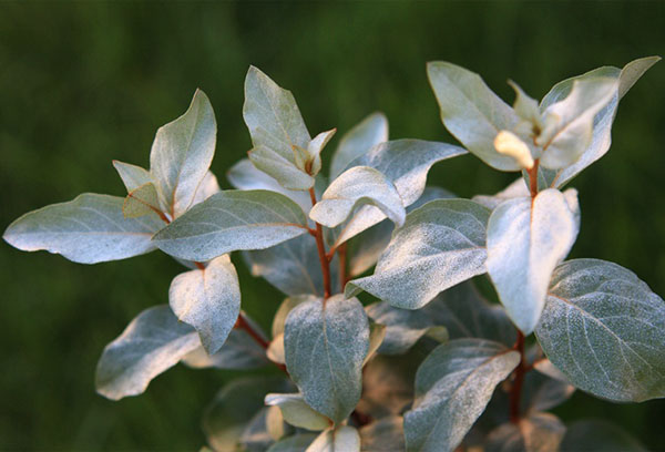 Feuilles de loch d'argent