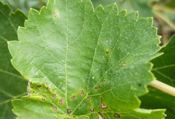 Maladie de la livèche officinale