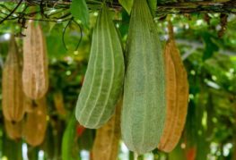 Fruits de luffa