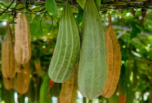 Fruits de luffa