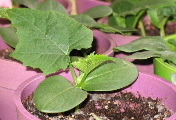 Pousse de luffa dans un pot