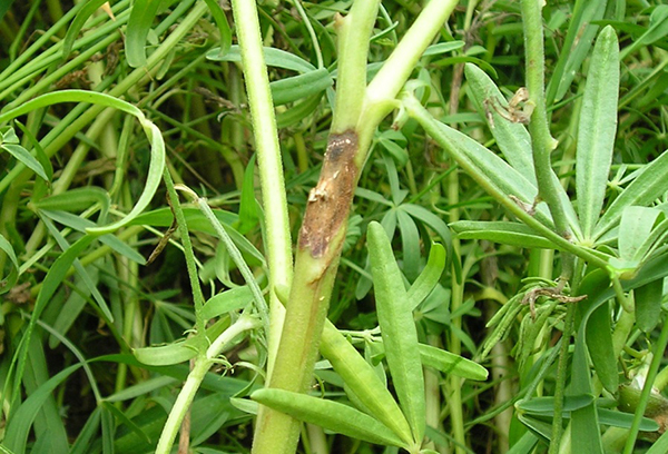 Tige de lupin aux traits anthracnose