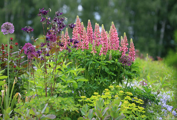 Lupins en plein champ