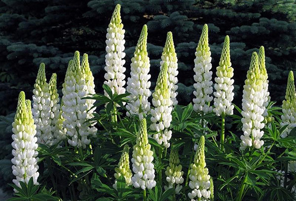 Lupin blanc