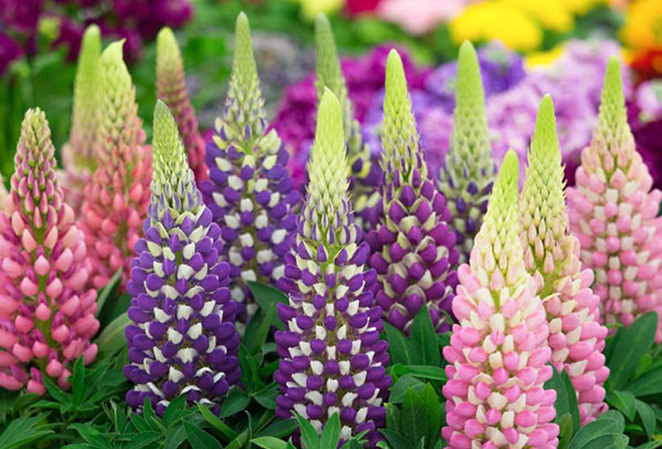 Lupins variétaux nains