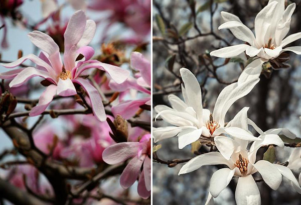 Variétés de magnolia étoilé