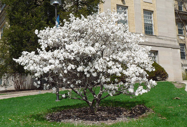 Magnolia en fleurs en forme d'étoile