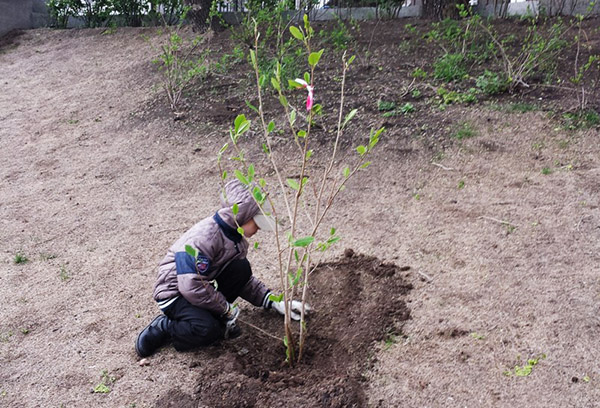 Planter du magnolia