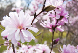 Magnolia star rosea