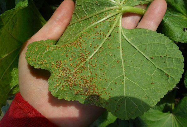 Feuille de mauve endommagée par l'infection