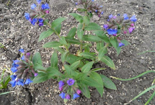 Fleurs de poumonelle