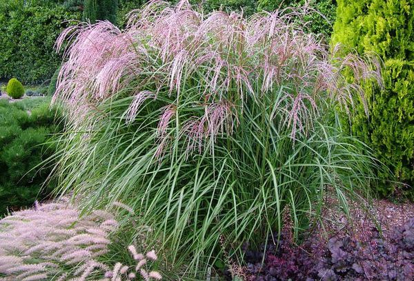 Miscanthus,