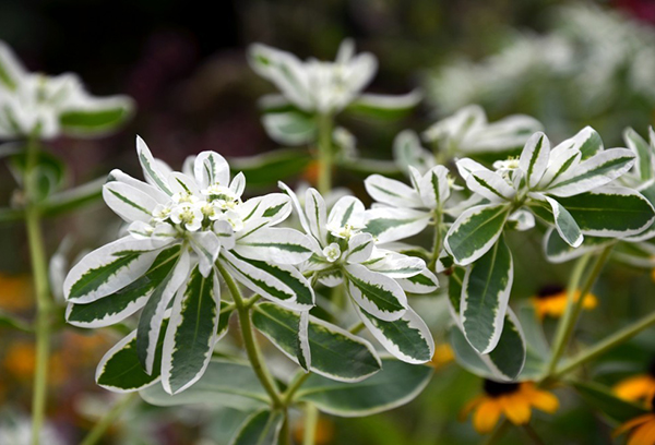 Euphorbia viền