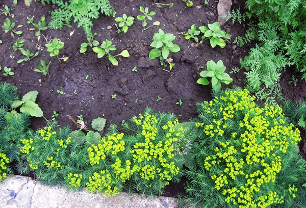 Euphorbe de jardin en plein champ