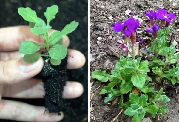 Planter une fleur dans le sol