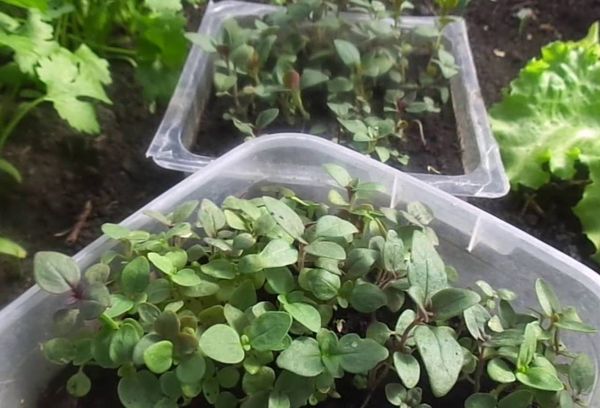 Semis d'aubretia