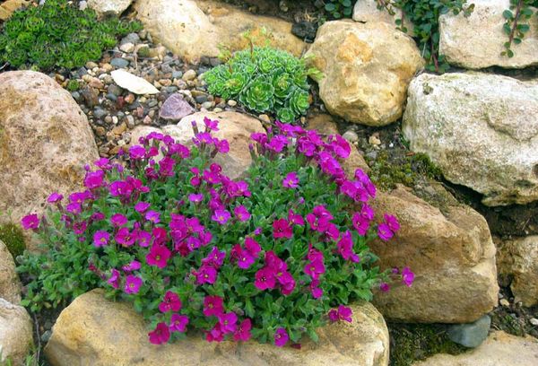 Hoa aubretia