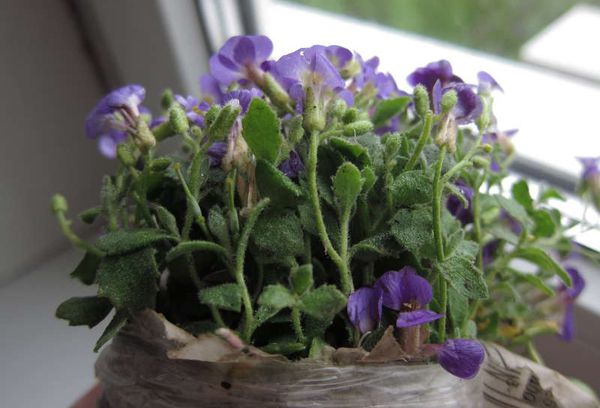 Hoa aubretia