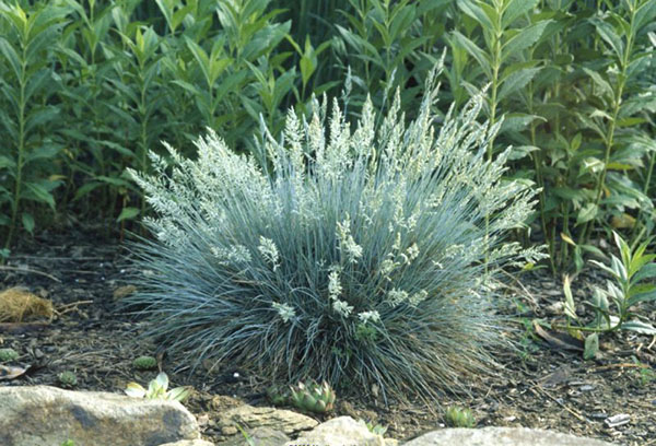 Fétuque grise pendant la floraison