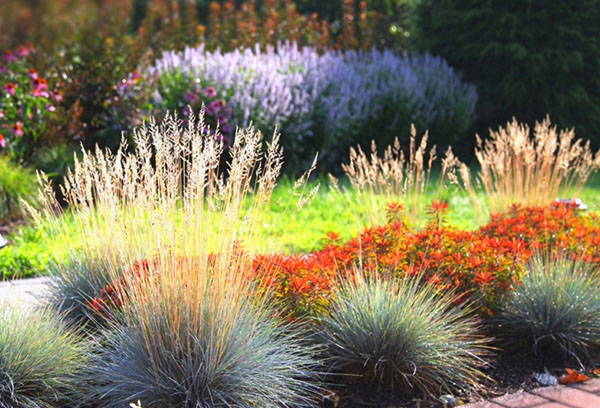 Fétuque dans le parterre de fleurs