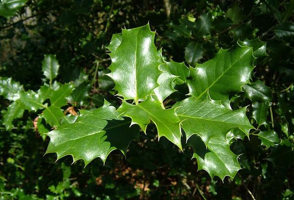 Jeune arbre de houx