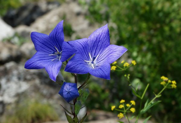 Platycodon bleu à grandes fleurs