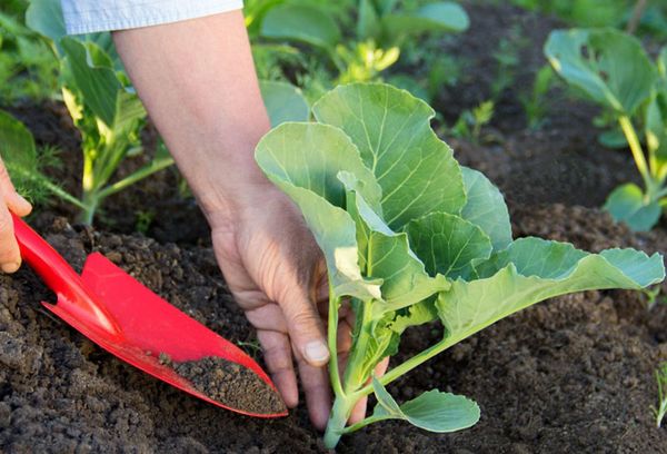 Planter du chou