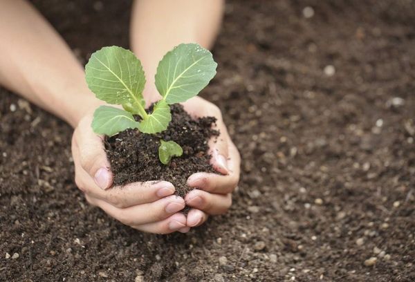 Planter du chou dans le sol