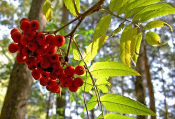 Rowan dans la forêt