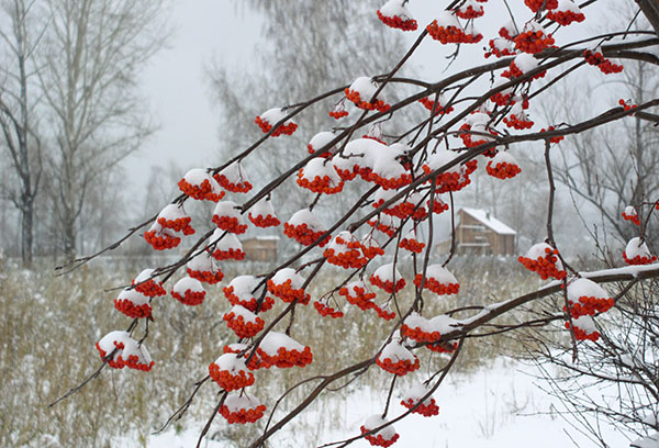 Rowan en hiver