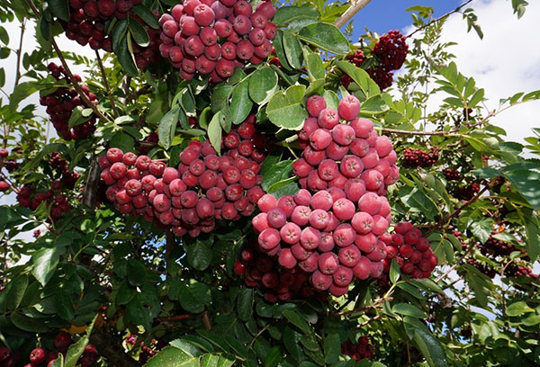 Rowan giống Sorbinka