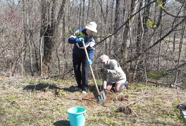 Transplantation de sorbier de la forêt